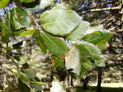 Ifrane  |  Oak leaves