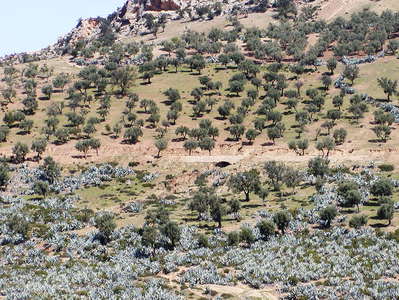Moulay Idriss  |  Olive grove