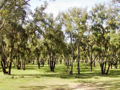 Rabat  |  Cork oak grove