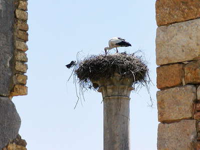 Volubilis  |  Stork nest