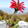 Table Mountain  |  Erica cerinthoides