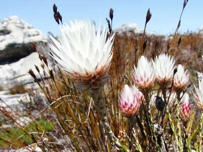 Table Mountain  |  Edmondia sesamoides