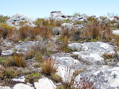 Table Mountain  |  Restioid fynbos