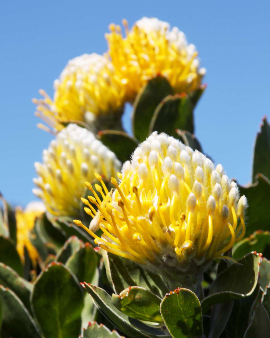 Cape Point  |  Leucospermum conocarpodendron