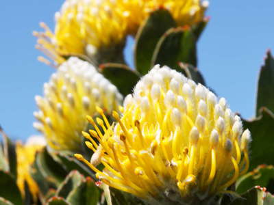 Cape Point  |  Leucospermum conocarpodendron