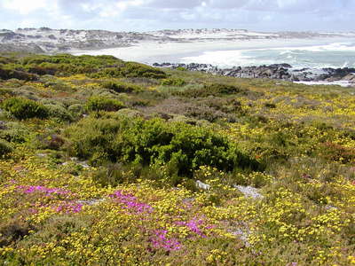 West Coast NP  |  Coastal vegetation