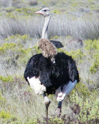 West Coast NP  |  Ostrich