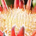 Betty's Bay  |  Protea cynaroides