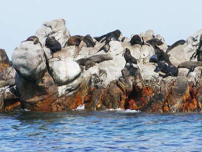 Walker Bay  |  Seal colony