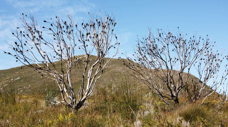 Grootbos NR  |  Burnt fynbos