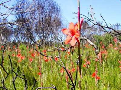 Grootbos NR  |  Watsonia stenosiphon