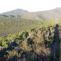 Grootbos NR  |  Restioid fynbos