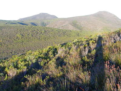 Grootbos NR  |  Restioid fynbos