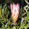 Grootbos NR  |  Protea repens