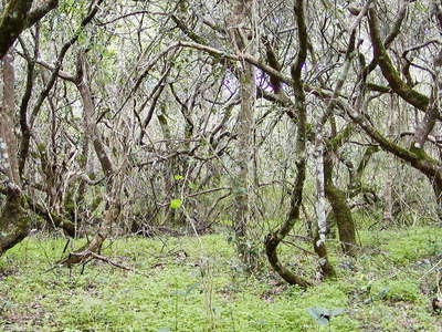 Grootbos NR  |  Milkwood forest