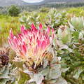 Van Stadens Flower Reserve  |  Protea eximia