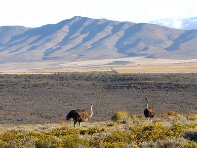Oudtshoorn  |  Ostriches in the Little Karroo