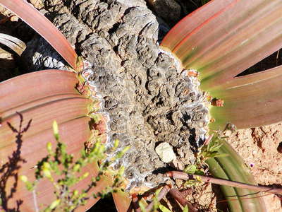 Karroo Botanical Garden  |  Welwitschia mirabilis