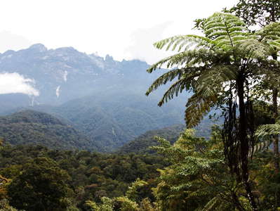 Kinabalu NP  |  Tree fern and Mt. Kinabalu