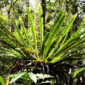 Kinabalu NP  |  Montane rainforest with epiphyte