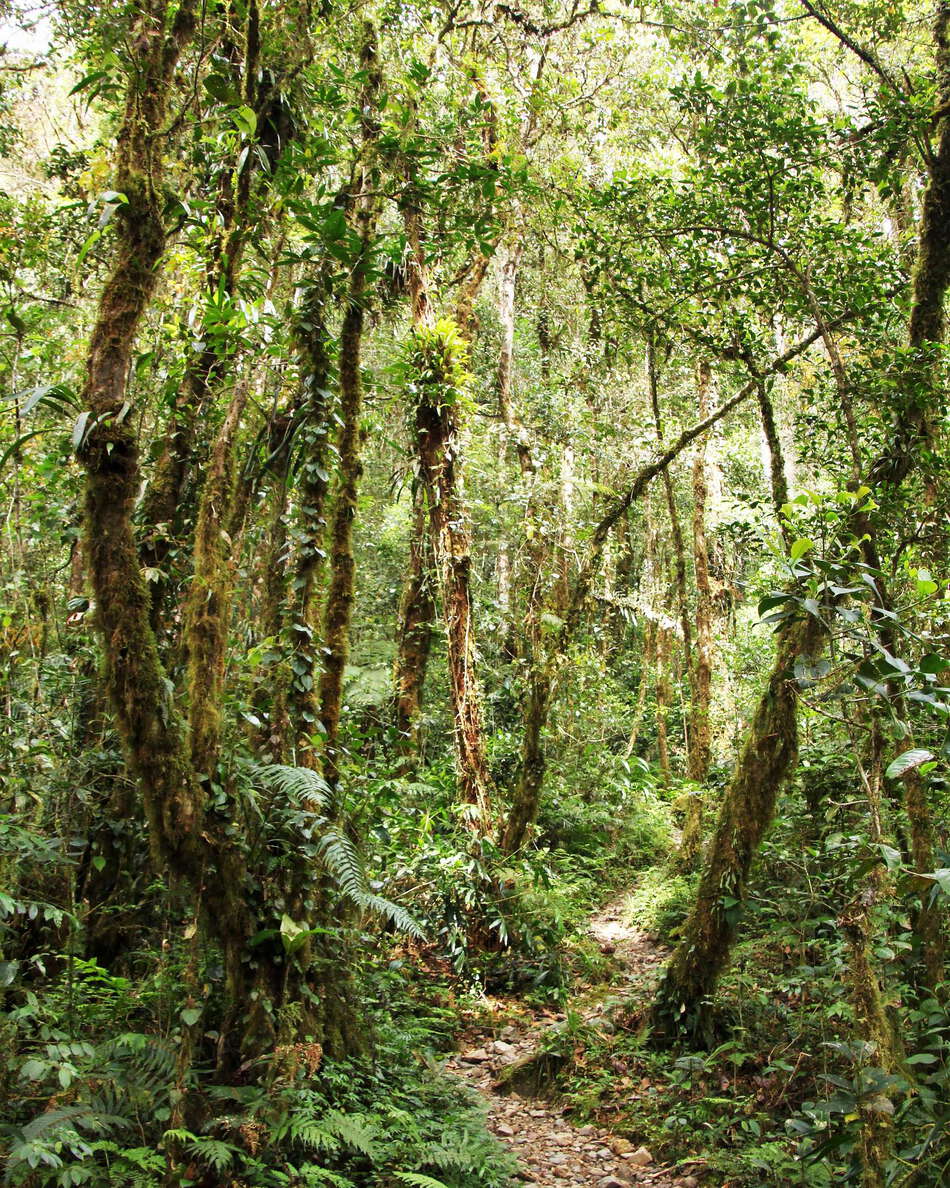 Kinabalu NP  |  Montane rainforest