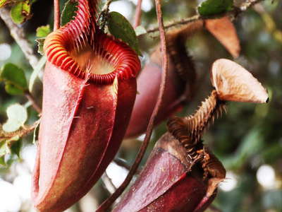 Kinabalu NP  |  Nepenthes