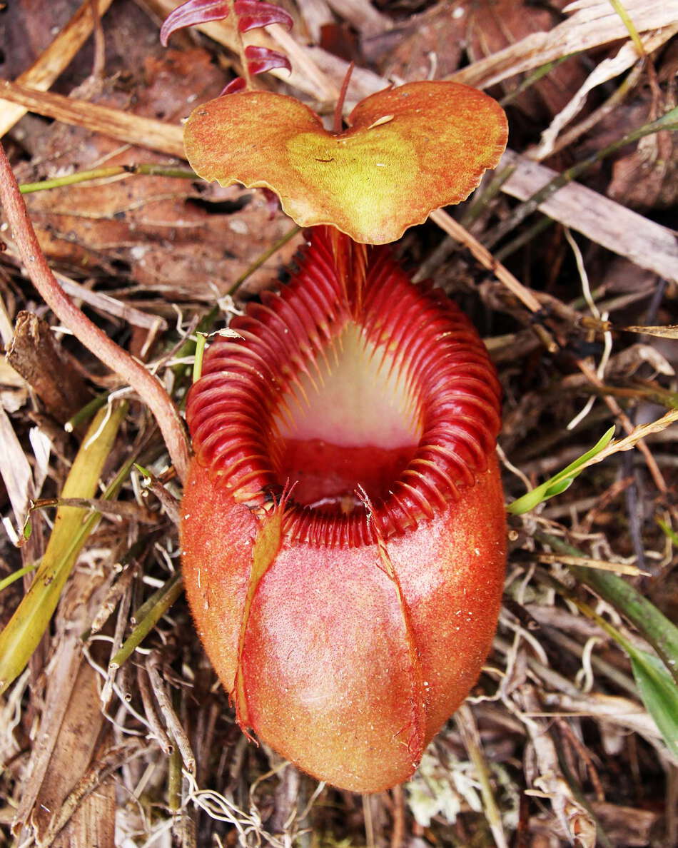 Kinabalu NP  |  Nepenthes