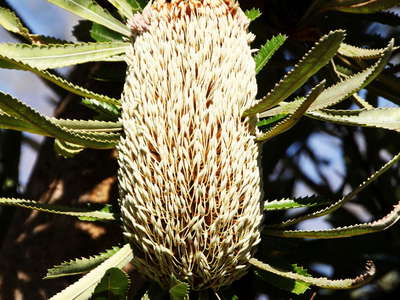 Sydney  |  Banksia serrata