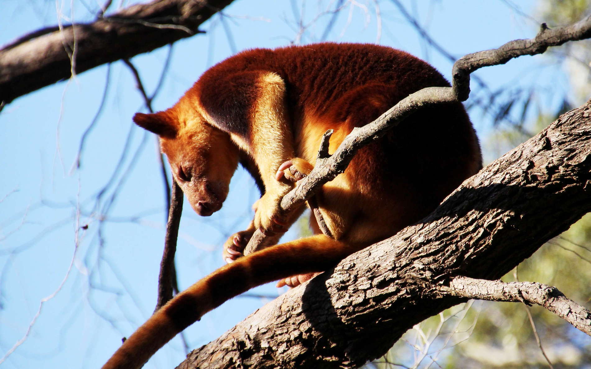 Sydney  |  Tree-kangaroo