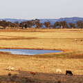 Capertee  |  Cattle farm and Blue Mountains