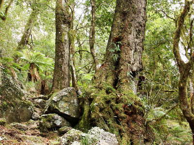 New England NP  |  Temperate rainforest with Lophozonia moorei