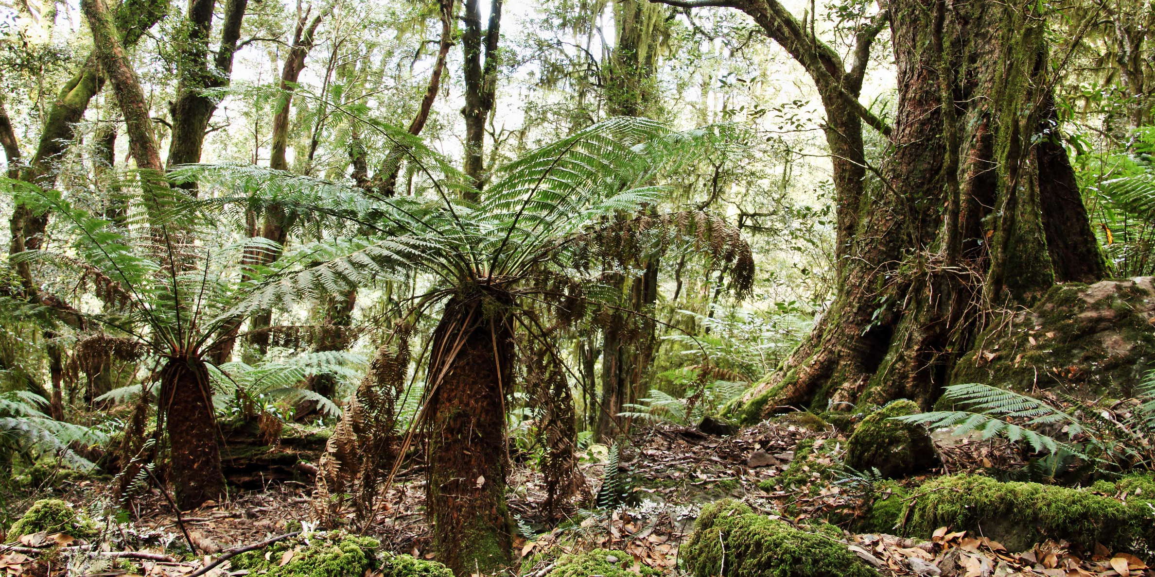 New England NP  |  Temperate rainforest with tree ferns