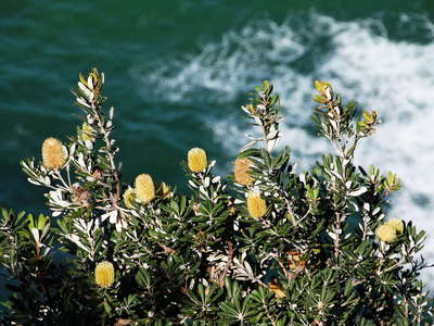Byron Bay  |  Banksia integrifolia