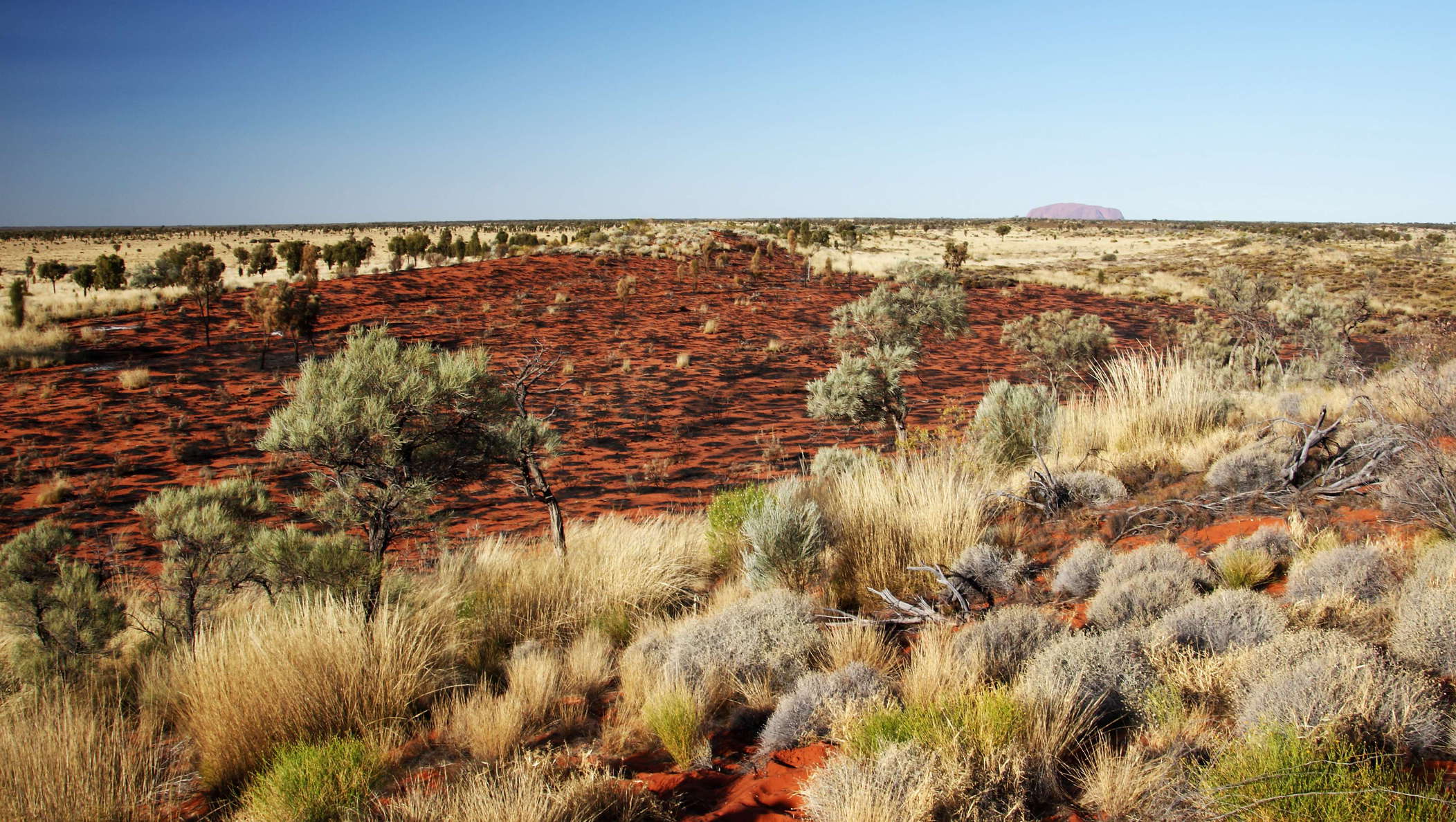 Uluru-Kata Tjuta NP  |  Vegetation mosaic