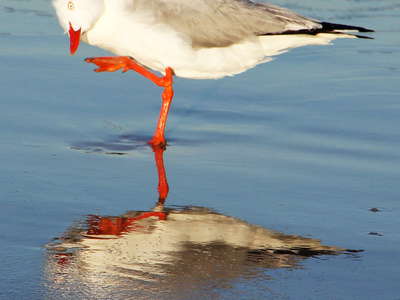 Surfers Paradise  |  Silver gull