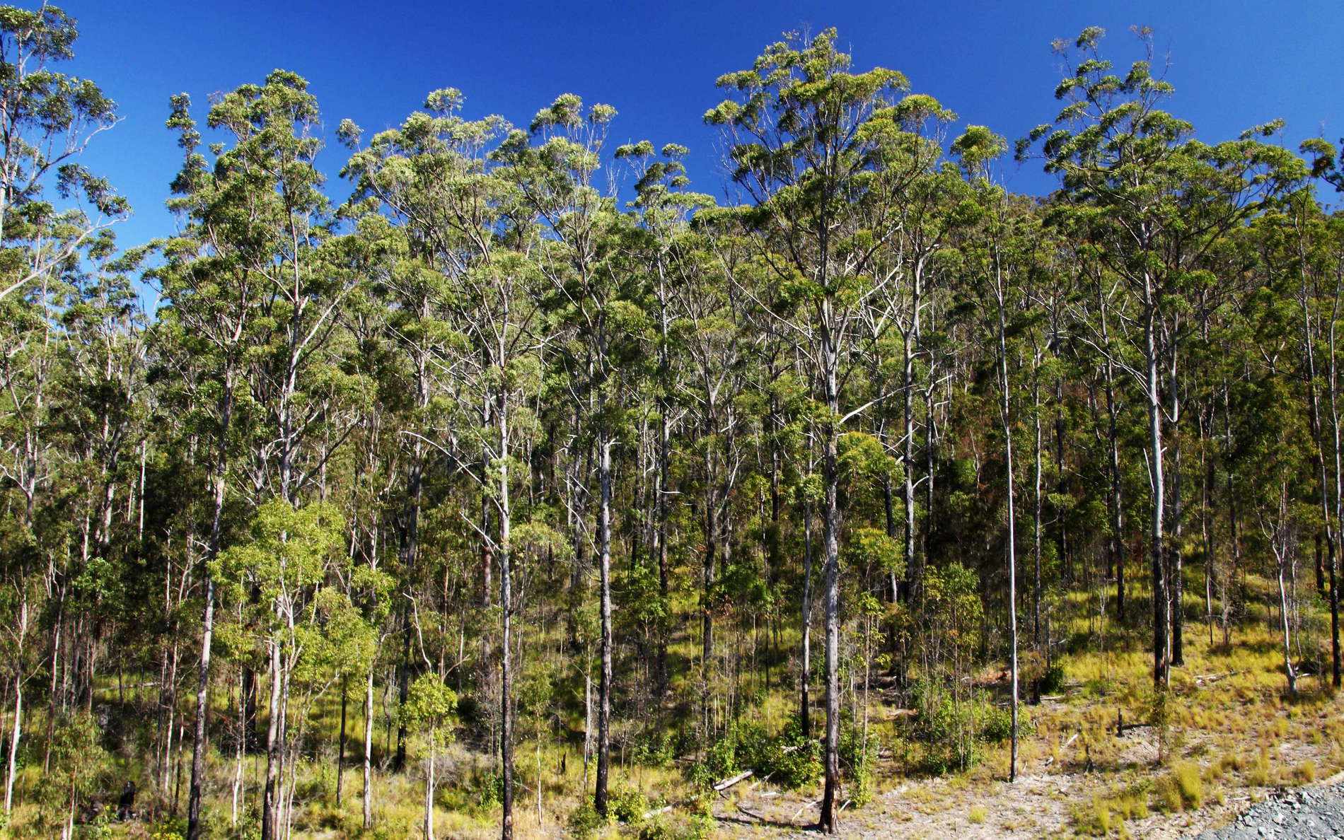 Numinbah Valley  |  Eucalyptus forest
