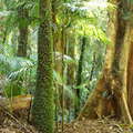 Lamington NP  |  Subtropical rainforest