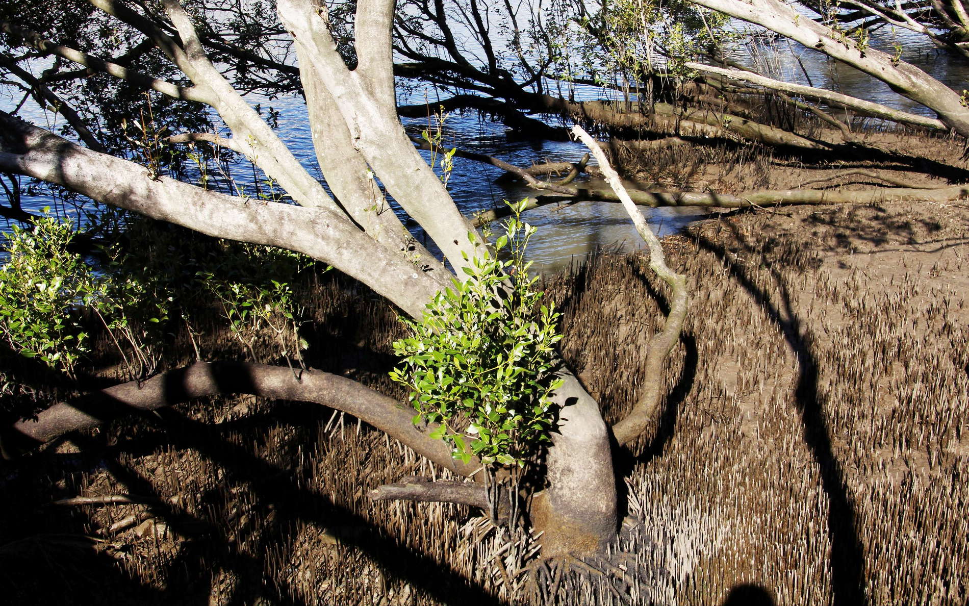 Brisbane  |  Mangroves