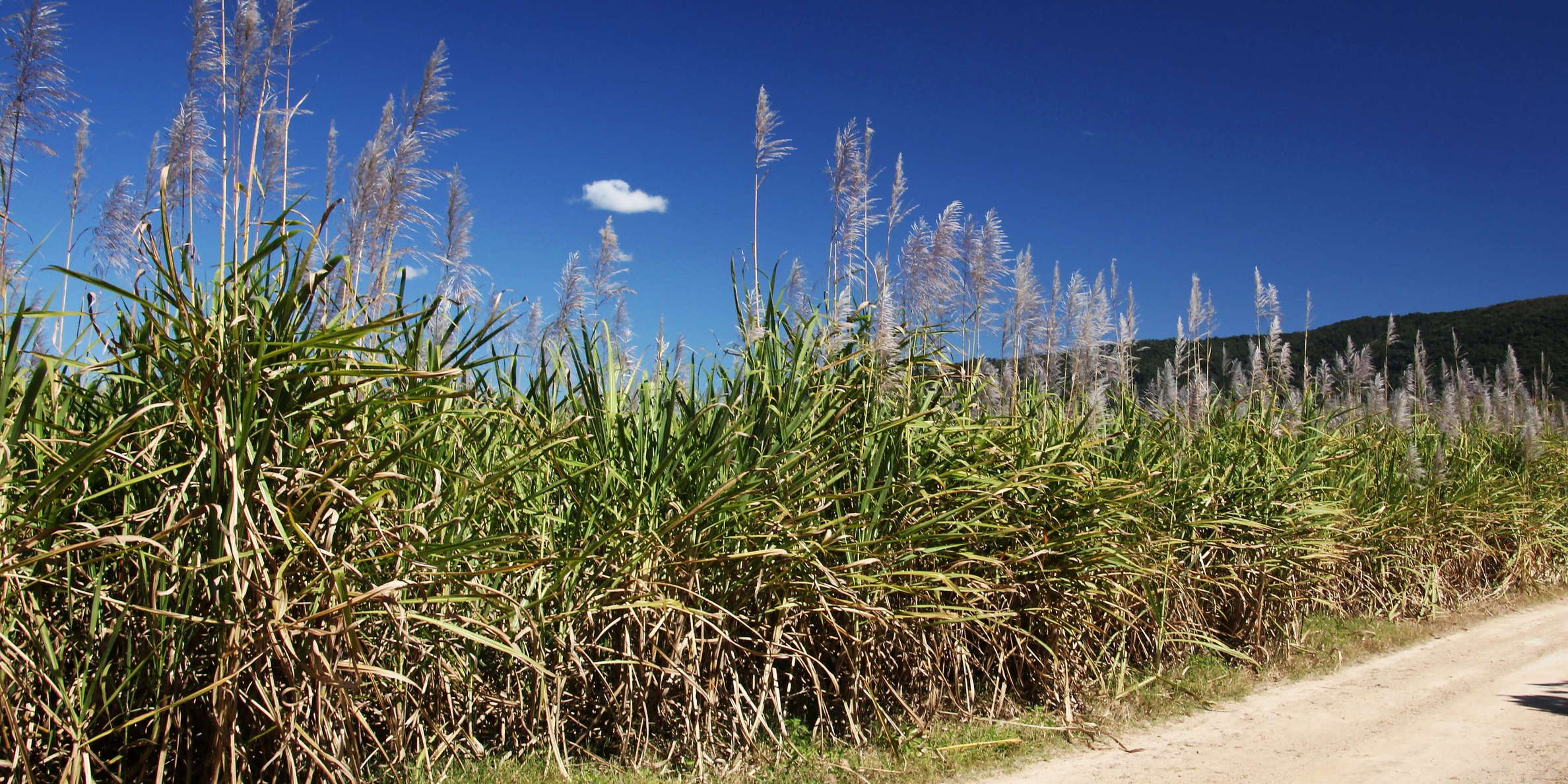 Proserpine  |  Sugar cane field