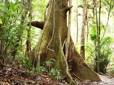 Atherton Tablelands  |  Tropical rainforest with buttresses