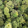 Kuranda  |  Tropical rainforest canopy