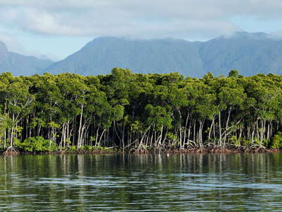 Port Douglas  |  Mangroves