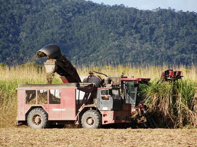 Mossman  |  Sugar cane harvest