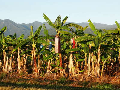 Mossman  |  Banana cultivation
