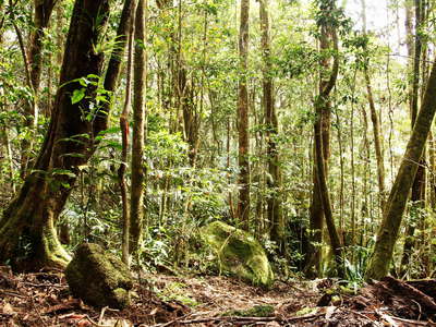 Manjal Jimalji  |  Tropical rainforest