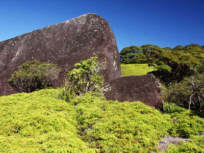 Manjal Jimalji  |  Coral fern patch with granite outcrop