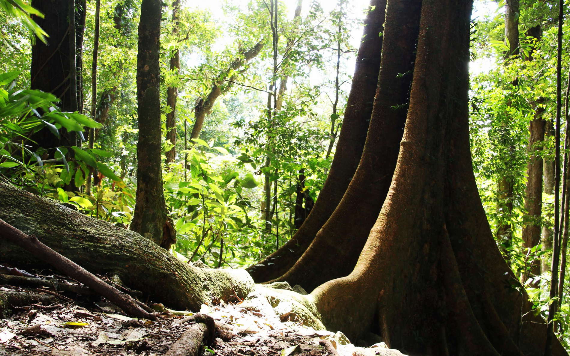 Mt. Sorrow  |  Tropical rainforest with buttresses