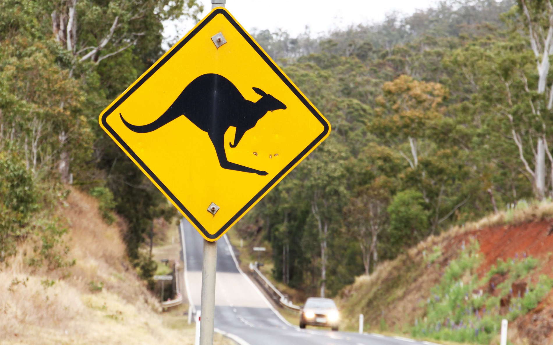 Atherton Tablelands   |  Kangaroo sign