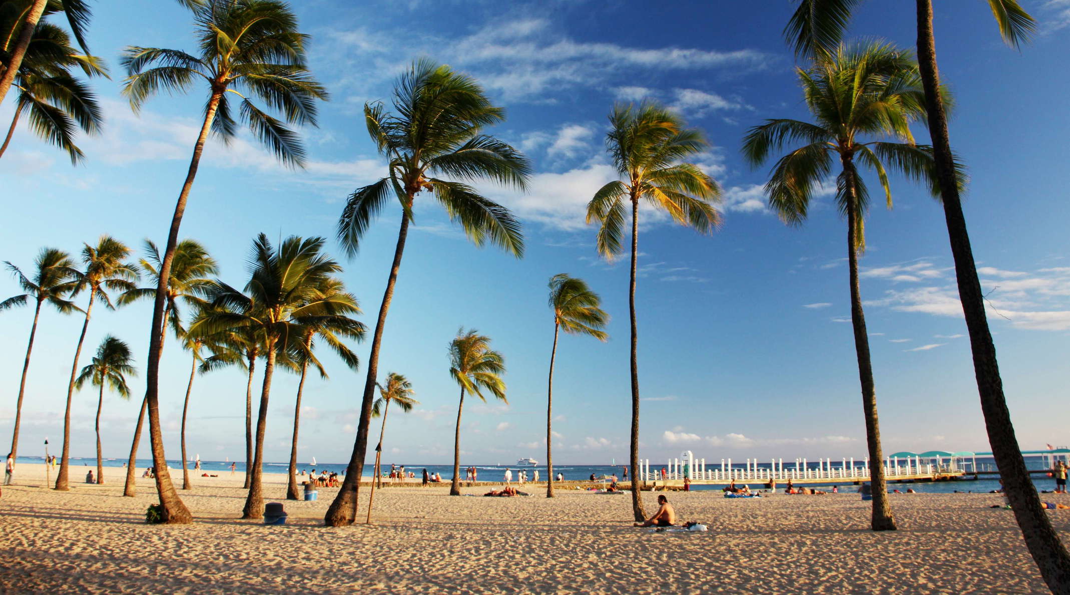 Honolulu  |  Waikīkī Beach with coconut palms