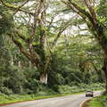 Pāhoa  |  Forest
